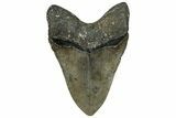 Serrated Fossil Megalodon Tooth - North Carolina #319914-2